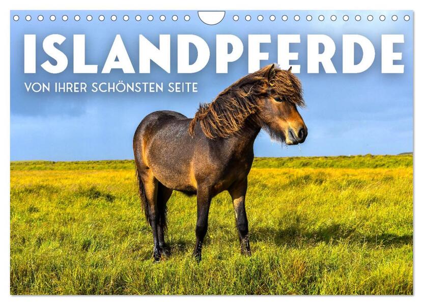 Islandpferde - Von ihrer schönsten Seite (Wandkalender 2026 DIN A4 quer) CALVENDO Monatskalender