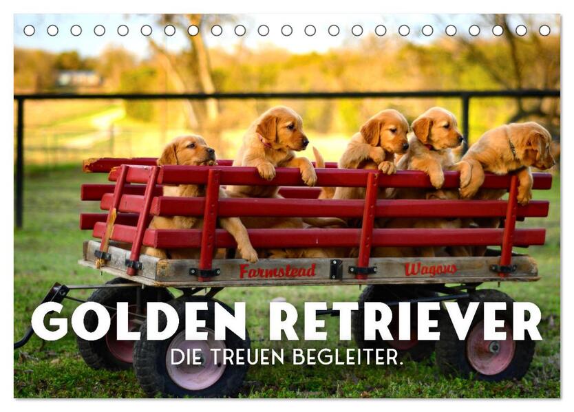 Golden Retriever - Die treuen Begleiter. (Tischkalender 2026 DIN A5 quer) CALVENDO Monatskalender