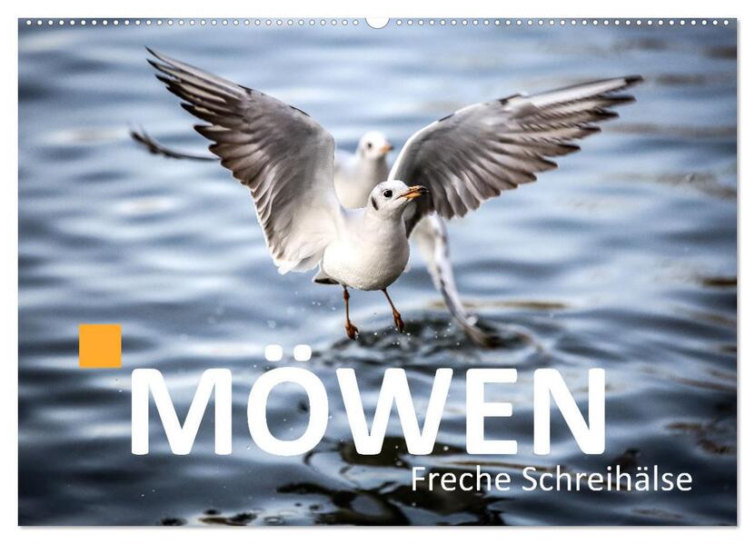 MÖWEN Freche Schreihälse (Wandkalender 2026 DIN A2 quer) CALVENDO Monatskalender