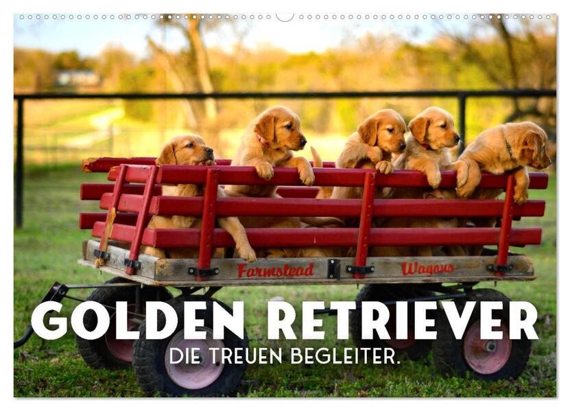 Golden Retriever - Die treuen Begleiter. (Wandkalender 2026 DIN A2 quer) CALVENDO Monatskalender
