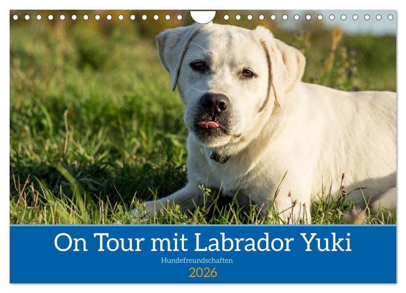 On Tour mit Labrador Yuki (Wandkalender 2026 DIN A4 quer) CALVENDO Monatskalender