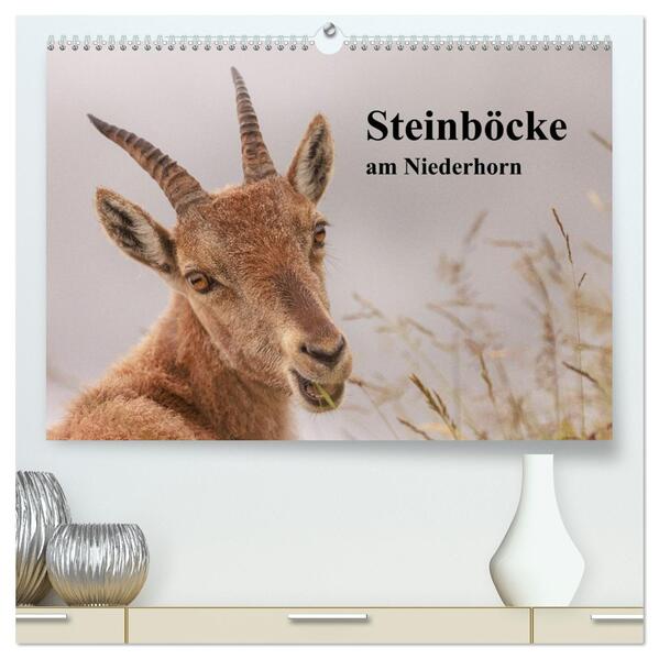 Steinböcke am Niederhorn (hochwertiger Premium Wandkalender 2026 DIN A2 quer) Kunstdruck in Hochglanz
