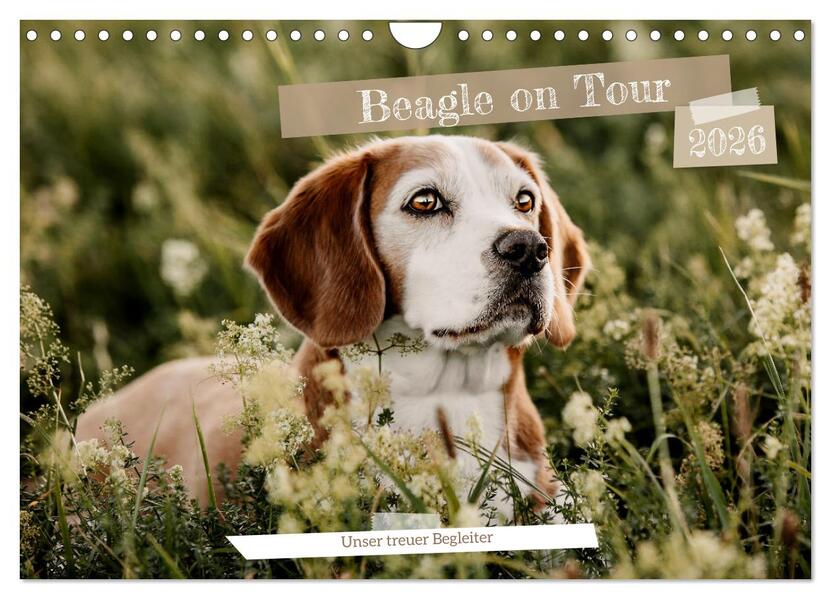 Beagle - Unser treuer Begleiter (Wandkalender 2026 DIN A4 quer) CALVENDO Monatskalender