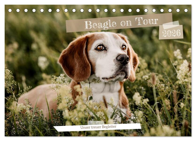 Beagle - Unser treuer Begleiter (Tischkalender 2026 DIN A5 quer) CALVENDO Monatskalender