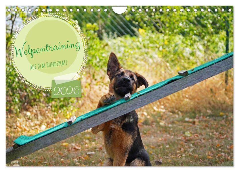 Welpentraining auf dem Hundeplatz (Wandkalender 2026 DIN A4 quer) CALVENDO Monatskalender