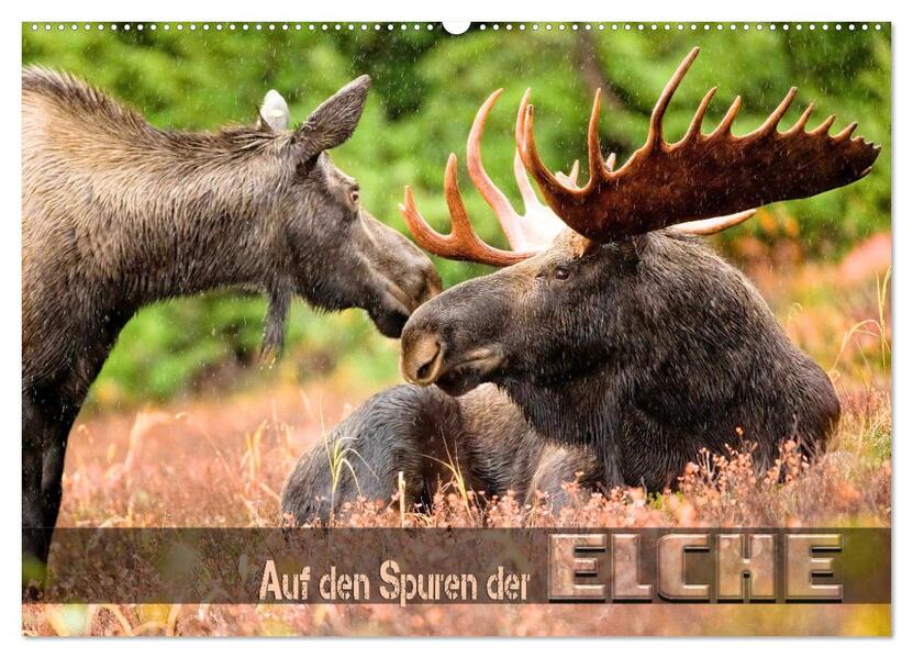 Auf den Spuren der Elche (Wandkalender 2026 DIN A2 quer) CALVENDO Monatskalender