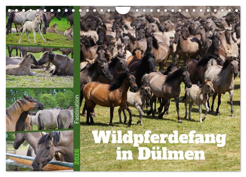 Faszination Wildpferdefang in Dülmen (Wandkalender 2026 DIN A4 quer) CALVENDO Monatskalender