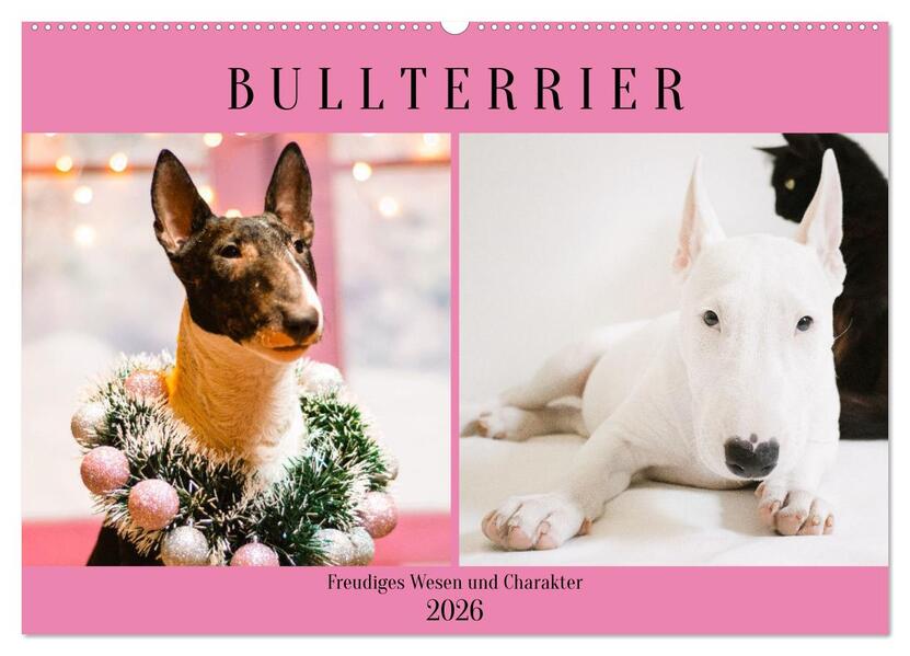 Bullterrier. Freudiges Wesen und Charakter (Wandkalender 2026 DIN A2 quer) CALVENDO Monatskalender
