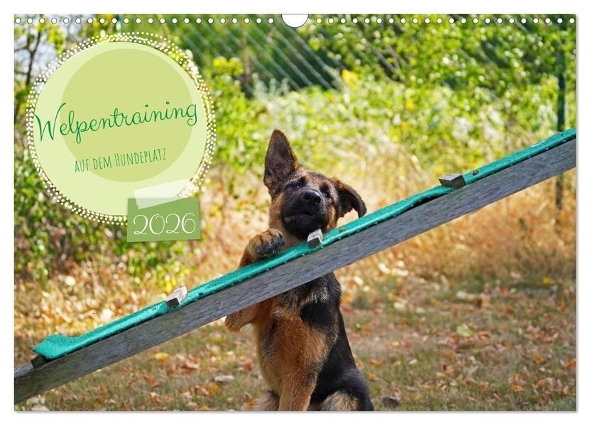 Welpentraining auf dem Hundeplatz (Wandkalender 2026 DIN A3 quer) CALVENDO Monatskalender
