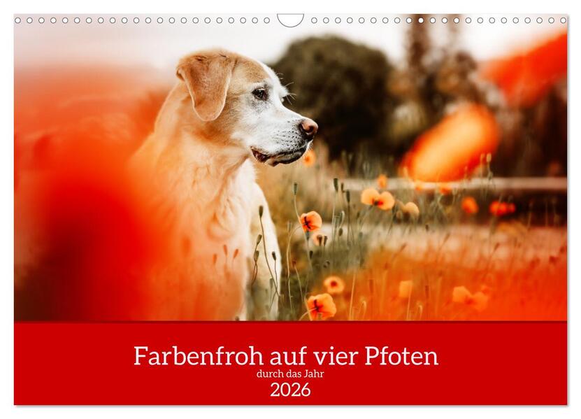 Farbenfroh auf vier Pfoten durch das neue Jahr (Wandkalender 2026 DIN A3 quer) CALVENDO Monatskalender