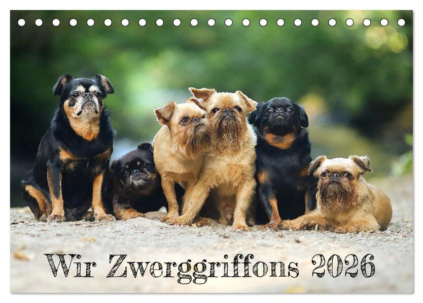 Wir Zwerggriffons 2026 (Tischkalender 2026 DIN A5 quer) CALVENDO Monatskalender