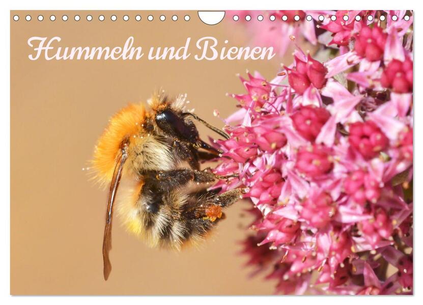 Hummeln und Bienen (Wandkalender 2026 DIN A4 quer) CALVENDO Monatskalender