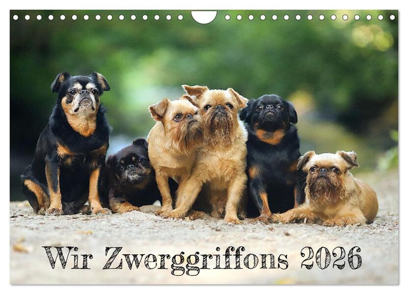 Wir Zwerggriffons 2026 (Wandkalender 2026 DIN A4 quer) CALVENDO Monatskalender