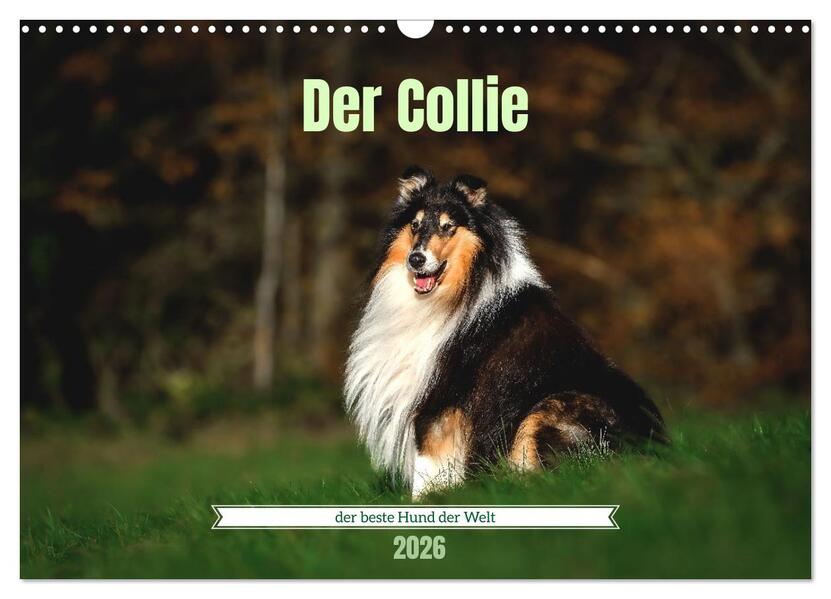 Der Collie der beste Hund der Welt (Wandkalender 2026 DIN A3 quer) CALVENDO Monatskalender