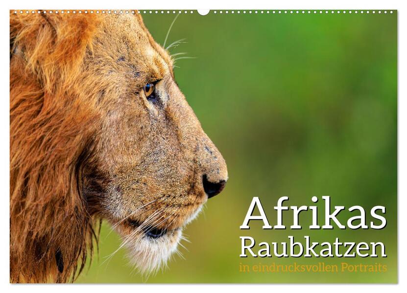 Afrikas Raubkatzen in eindrucksvollen Portraits (Wandkalender 2026 DIN A2 quer) CALVENDO Monatskalender