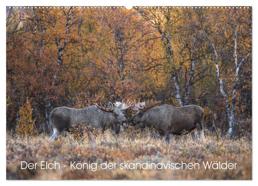 Der Elch - König der skandinavischen Wälder (Wandkalender 2026 DIN A2 quer) CALVENDO Monatskalender