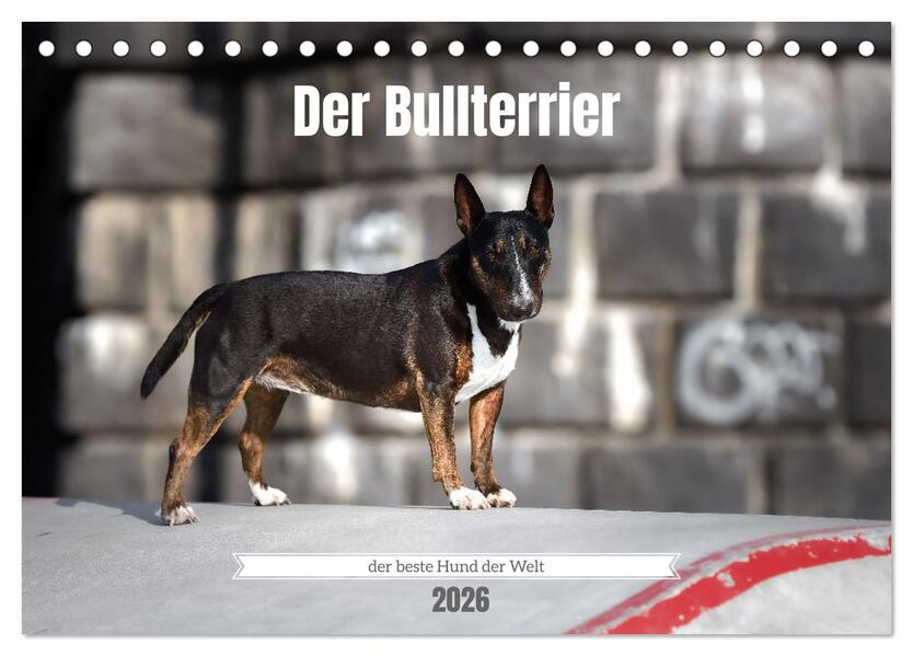 Der Bullterrier der beste Hund der Welt (Tischkalender 2026 DIN A5 quer) CALVENDO Monatskalender