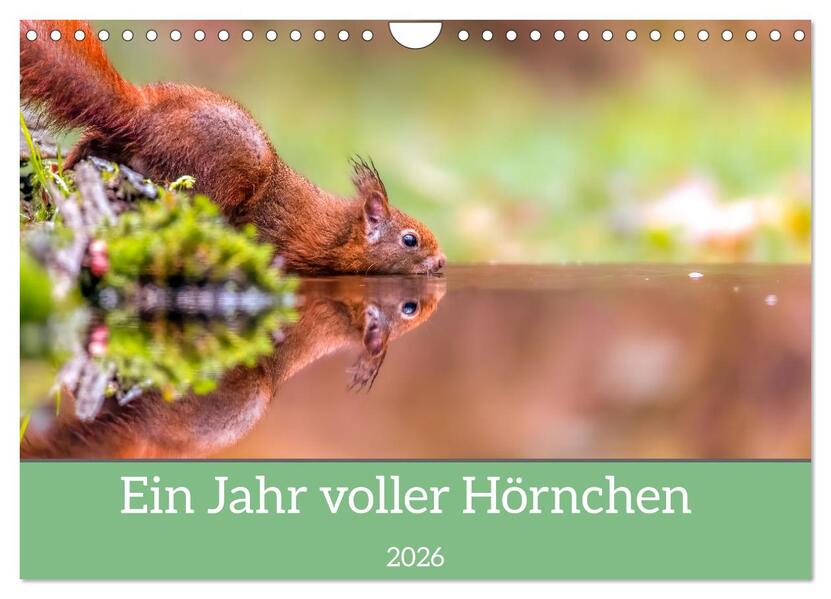 Ein Jahr voller Hörnchen (Wandkalender 2026 DIN A4 quer) CALVENDO Monatskalender