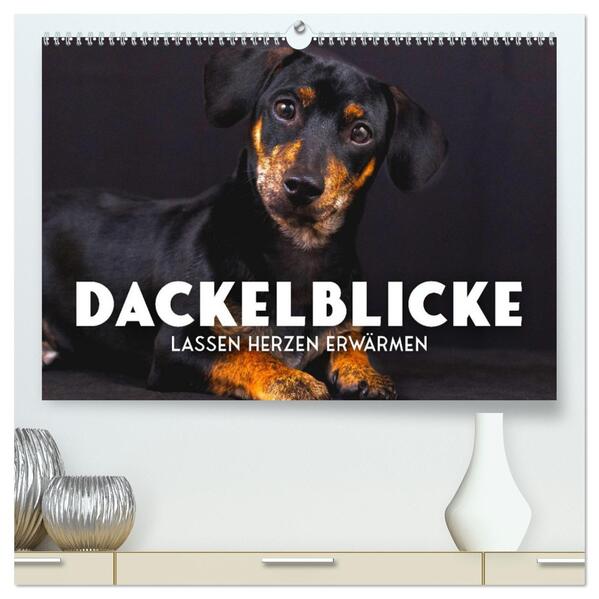 Dackelblicke - Lassen Herzen erwärmen. (hochwertiger Premium Wandkalender 2026 DIN A2 quer) Kunstdruck in Hochglanz