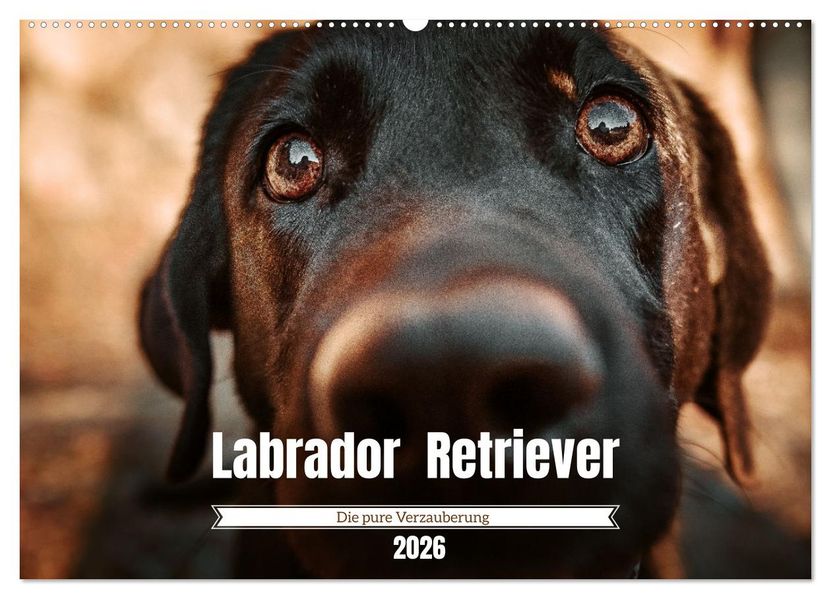 Verzauberung Labrador Retriever 2026 (Wandkalender 2026 DIN A2 quer) CALVENDO Monatskalender