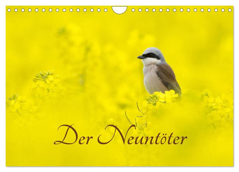 Der Neuntöter (Wandkalender 2026 DIN A4 quer) CALVENDO Monatskalender