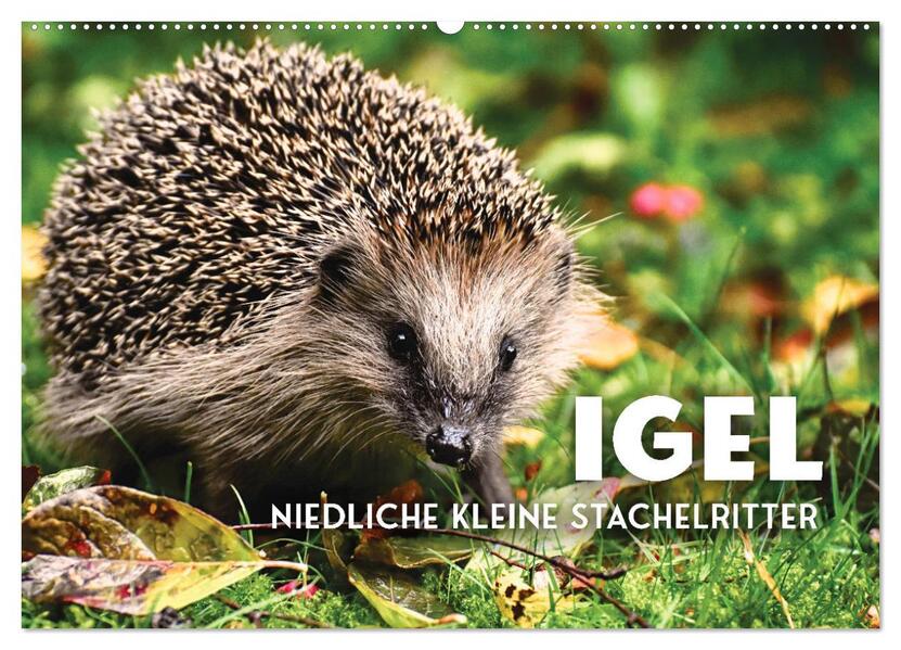 Igel - Niedliche kleine Stachelritter (Wandkalender 2026 DIN A2 quer) CALVENDO Monatskalender