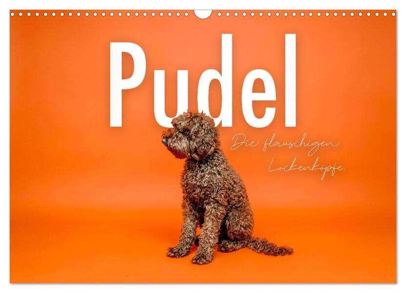 Pudel - Die flauschigen Lockenköpfe. (Wandkalender 2026 DIN A3 quer) CALVENDO Monatskalender