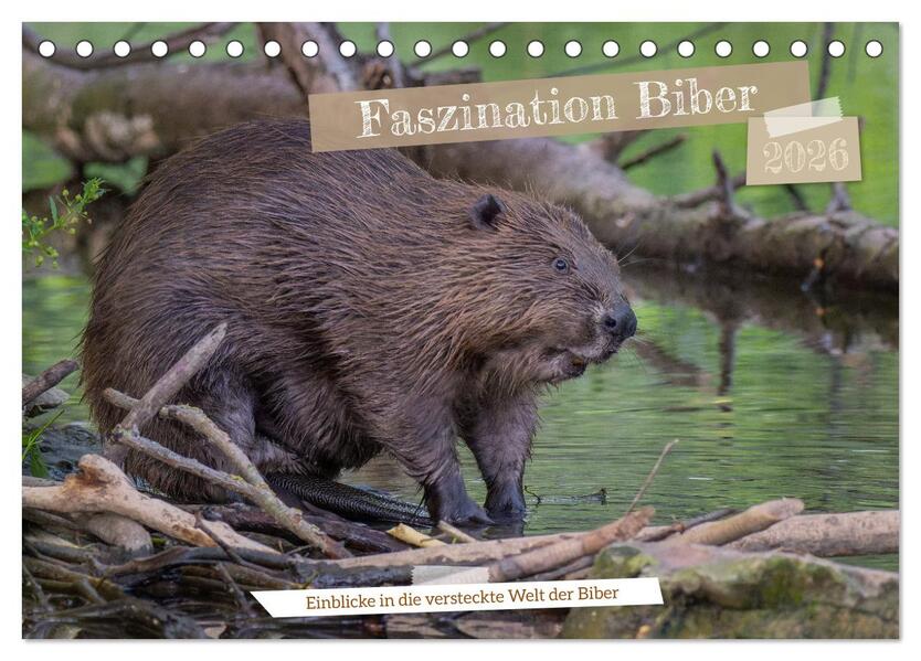 Faszination Biber (Tischkalender 2026 DIN A5 quer) CALVENDO Monatskalender