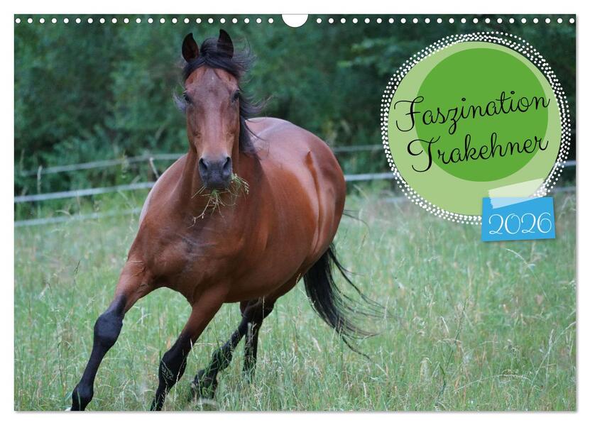 Faszination Trakehner (Wandkalender 2026 DIN A3 quer) CALVENDO Monatskalender