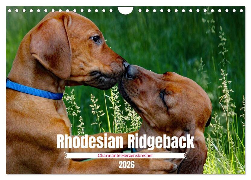 Rhodesian Ridgeback Charmante Herzensbrecher (Wandkalender 2026 DIN A4 quer) CALVENDO Monatskalender
