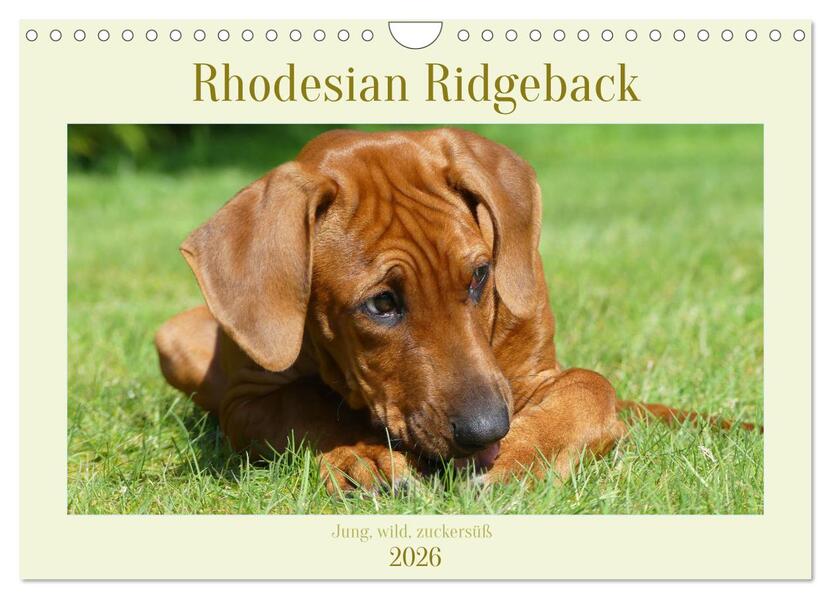 Rhodesian Ridgeback - Jung wild zuckersüß (Wandkalender 2026 DIN A4 quer) CALVENDO Monatskalender
