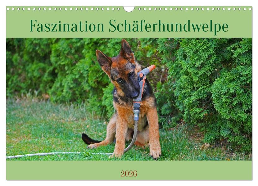 Faszination Schäferhundwelpe (Wandkalender 2026 DIN A3 quer) CALVENDO Monatskalender