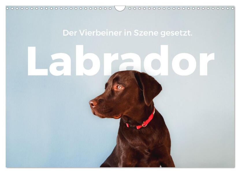 Labrador - Der Vierbeiner in Szene gesetzt. (Wandkalender 2026 DIN A3 quer) CALVENDO Monatskalender