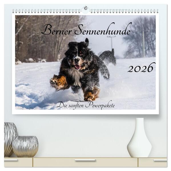 Berner Sennenhunde - Die sanften Powerpakete (hochwertiger Premium Wandkalender 2026 DIN A2 quer) Kunstdruck in Hochglanz