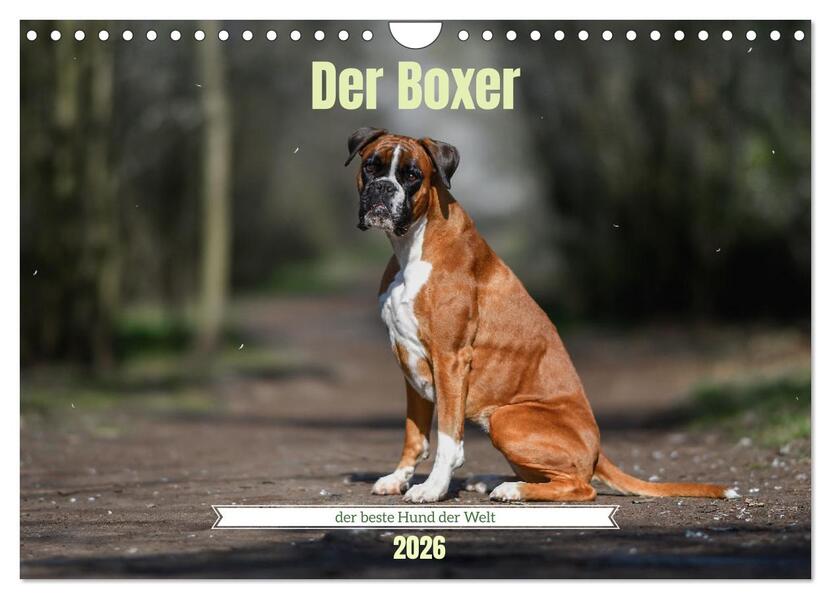 Der Boxer der beste Hund der Welt (Wandkalender 2026 DIN A4 quer) CALVENDO Monatskalender