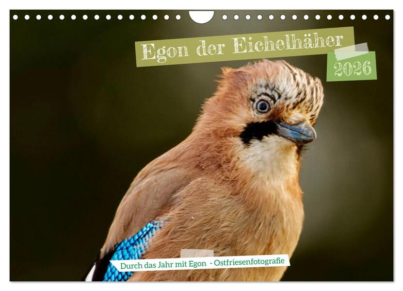 Egon der Eichelhäher - Durch das Jahr mit Egon - von Ostfriesenfotografie (Wandkalender 2026 DIN A4 quer) CALVENDO Monatskalender