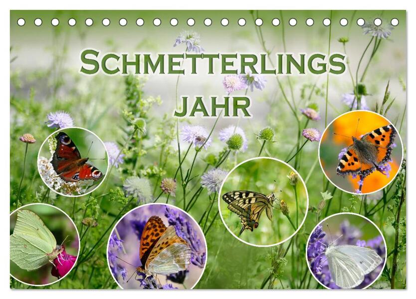 Schmetterlingsjahr (Tischkalender 2026 DIN A5 quer) CALVENDO Monatskalender