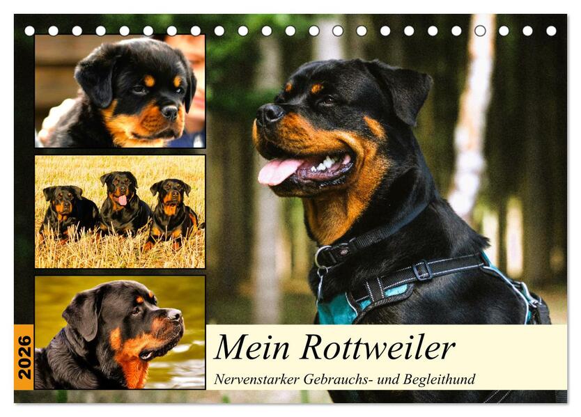 Mein Rottweiler. Nervenstarker Gebrauchs- und Begleithund (Tischkalender 2026 DIN A5 quer) CALVENDO Monatskalender