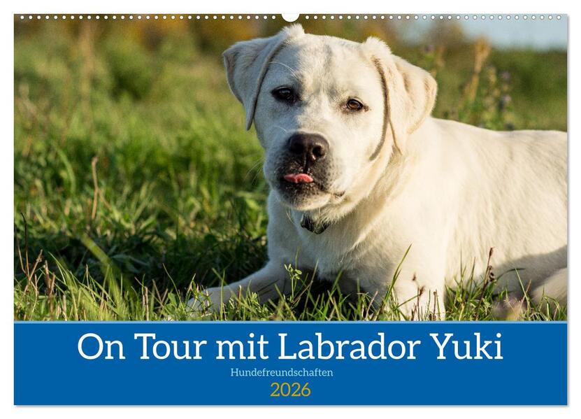 On Tour mit Labrador Yuki (Wandkalender 2026 DIN A2 quer) CALVENDO Monatskalender