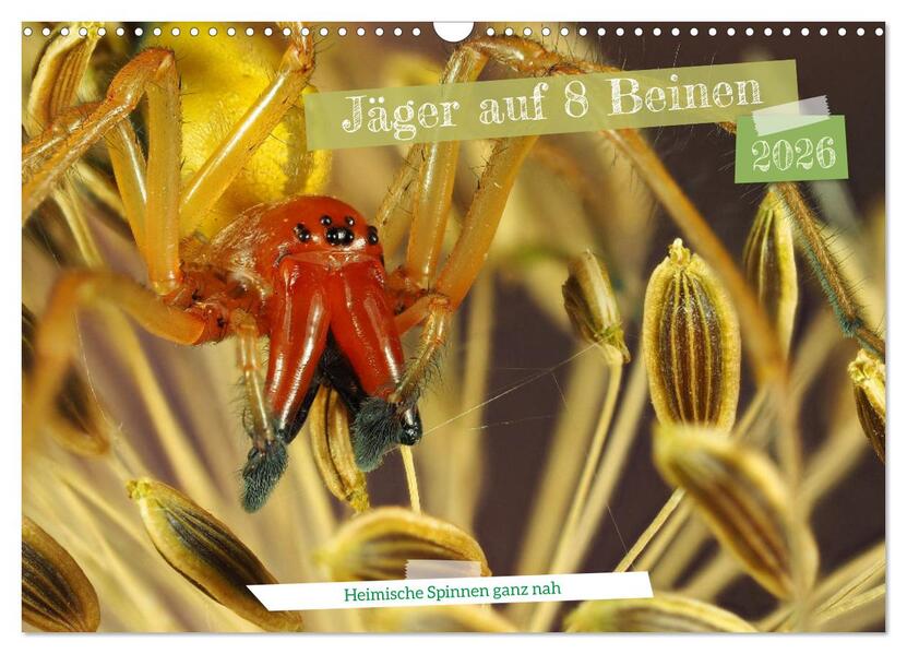 Jäger auf acht Beinen (Wandkalender 2026 DIN A3 quer) CALVENDO Monatskalender