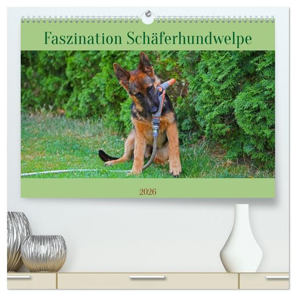 Faszination Schäferhundwelpe (hochwertiger Premium Wandkalender 2026 DIN A2 quer) Kunstdruck in Hochglanz