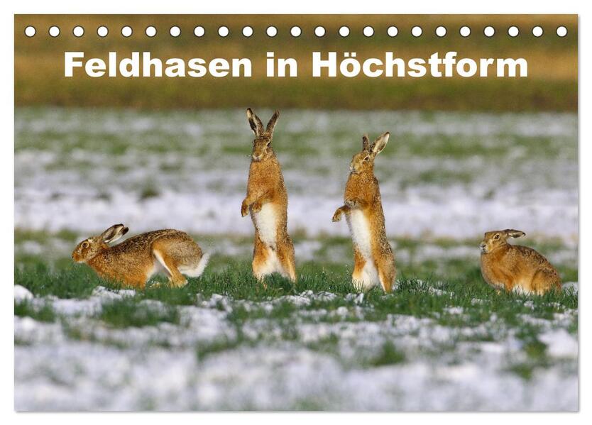 Feldhasen in Höchstform (Tischkalender 2026 DIN A5 quer) CALVENDO Monatskalender