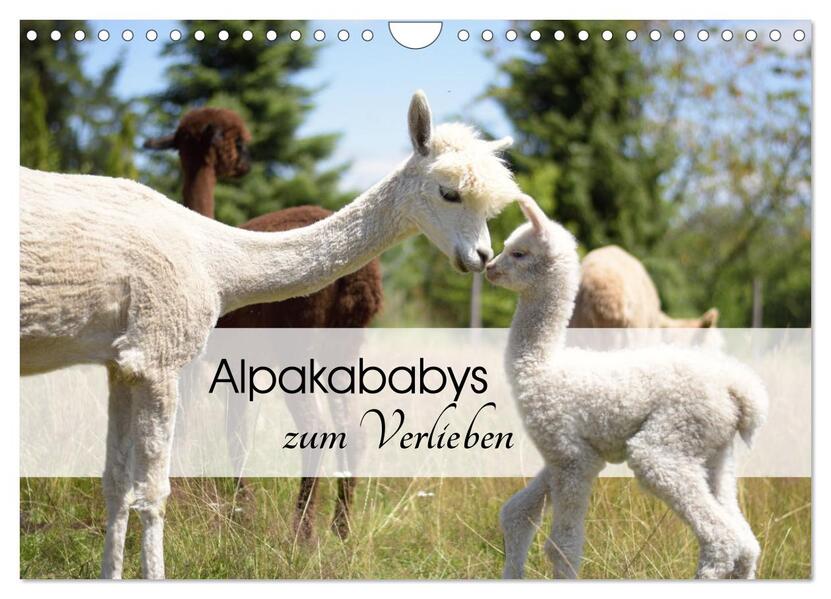 Alpakababys zum Verlieben (Wandkalender 2026 DIN A4 quer) CALVENDO Monatskalender