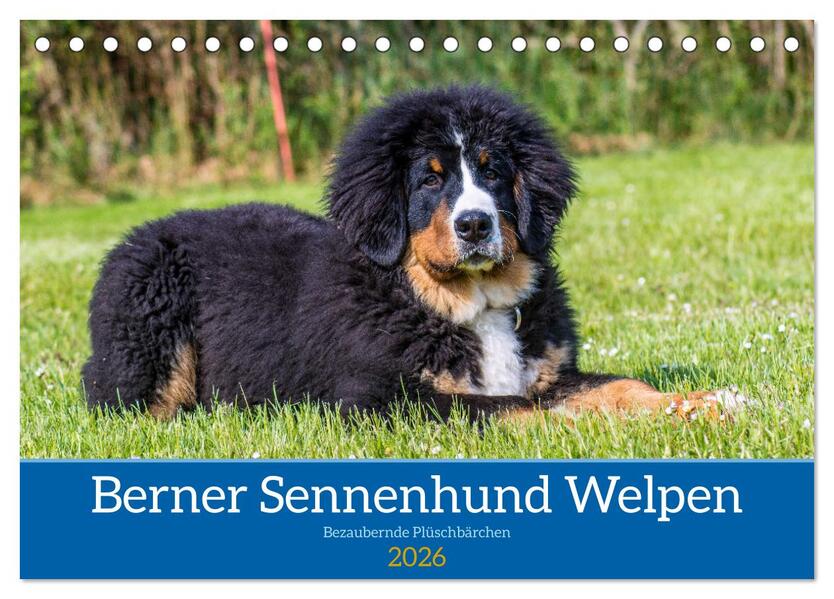 Berner Sennenhund Welpen - Bezaubernde Plüschbärchen (Tischkalender 2026 DIN A5 quer) CALVENDO Monatskalender