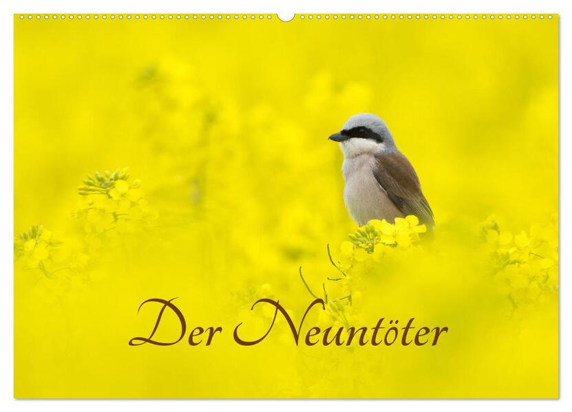 Der Neuntöter (Wandkalender 2026 DIN A2 quer) CALVENDO Monatskalender