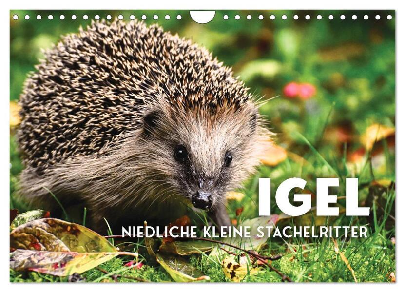 Igel - Niedliche kleine Stachelritter (Wandkalender 2026 DIN A4 quer) CALVENDO Monatskalender