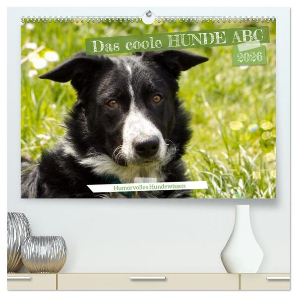 Das coole Hunde ABC (hochwertiger Premium Wandkalender 2026 DIN A2 quer) Kunstdruck in Hochglanz