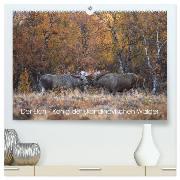 Der Elch - König der skandinavischen Wälder (hochwertiger Premium Wandkalender 2026 DIN A2 quer) Kunstdruck in Hochglanz