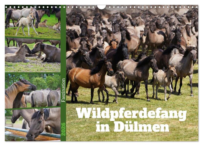 Faszination Wildpferdefang in Dülmen (Wandkalender 2026 DIN A3 quer) CALVENDO Monatskalender