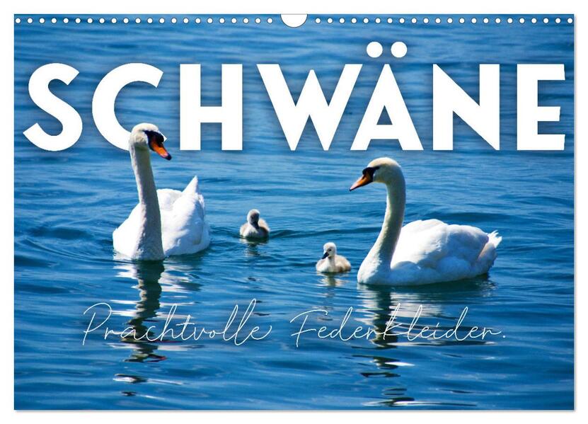 Schwäne - Prachtvolle Federkleider. (Wandkalender 2026 DIN A3 quer) CALVENDO Monatskalender